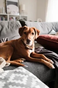 Elli