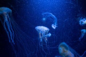 Eine Gruppe von Quallen schwimmt majestätisch in einem tiefblauen Aquarium mit schimmernden Blasen und Lichtreflexionen.